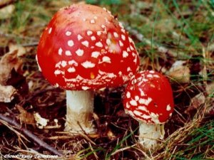 Birch Forest Toadstool