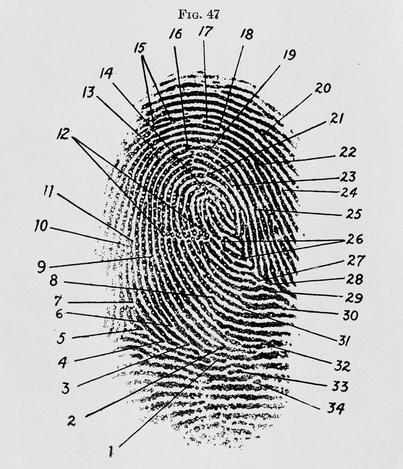 laughman's fingerprint